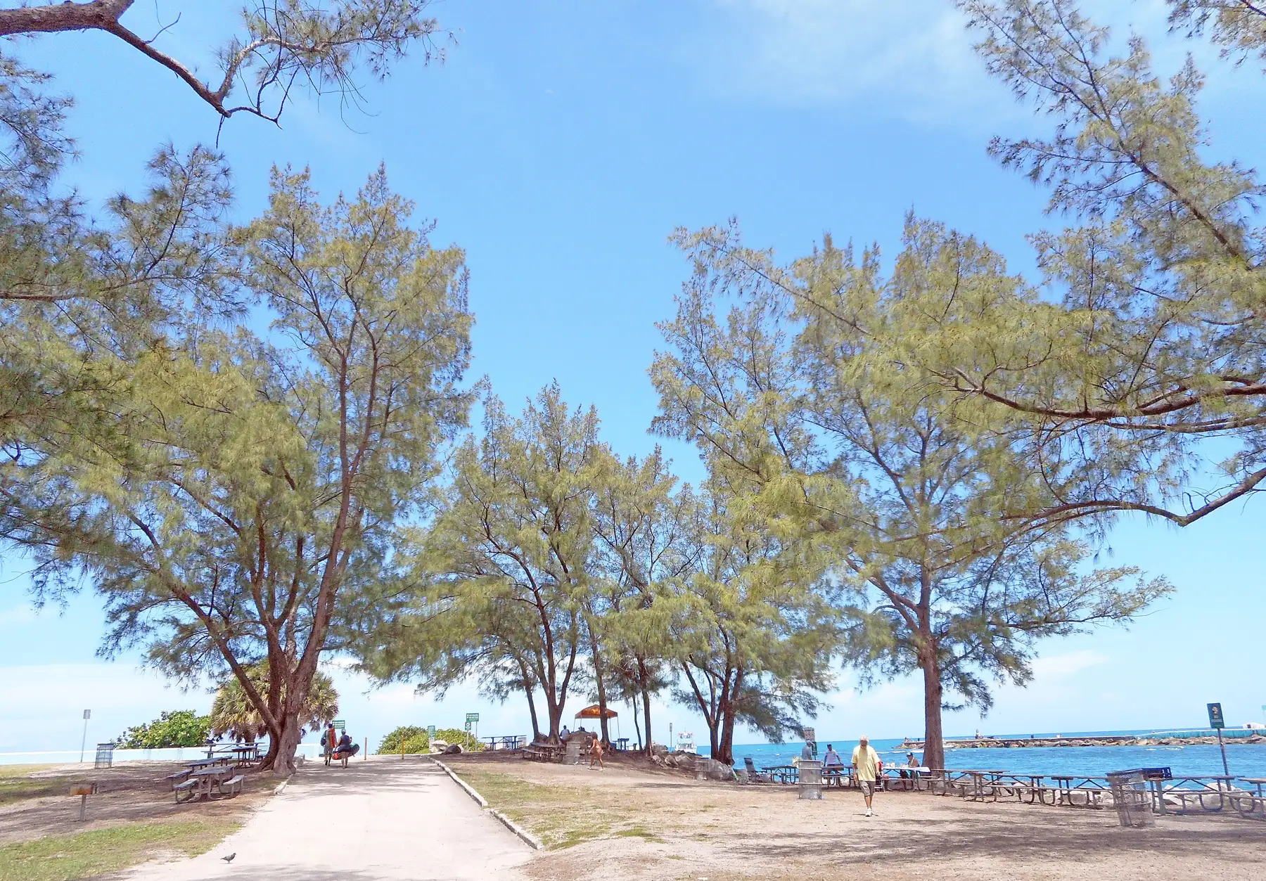 Shade trees and picnic areas at Haulover Park — Arlen House, Sunny Isles Beach