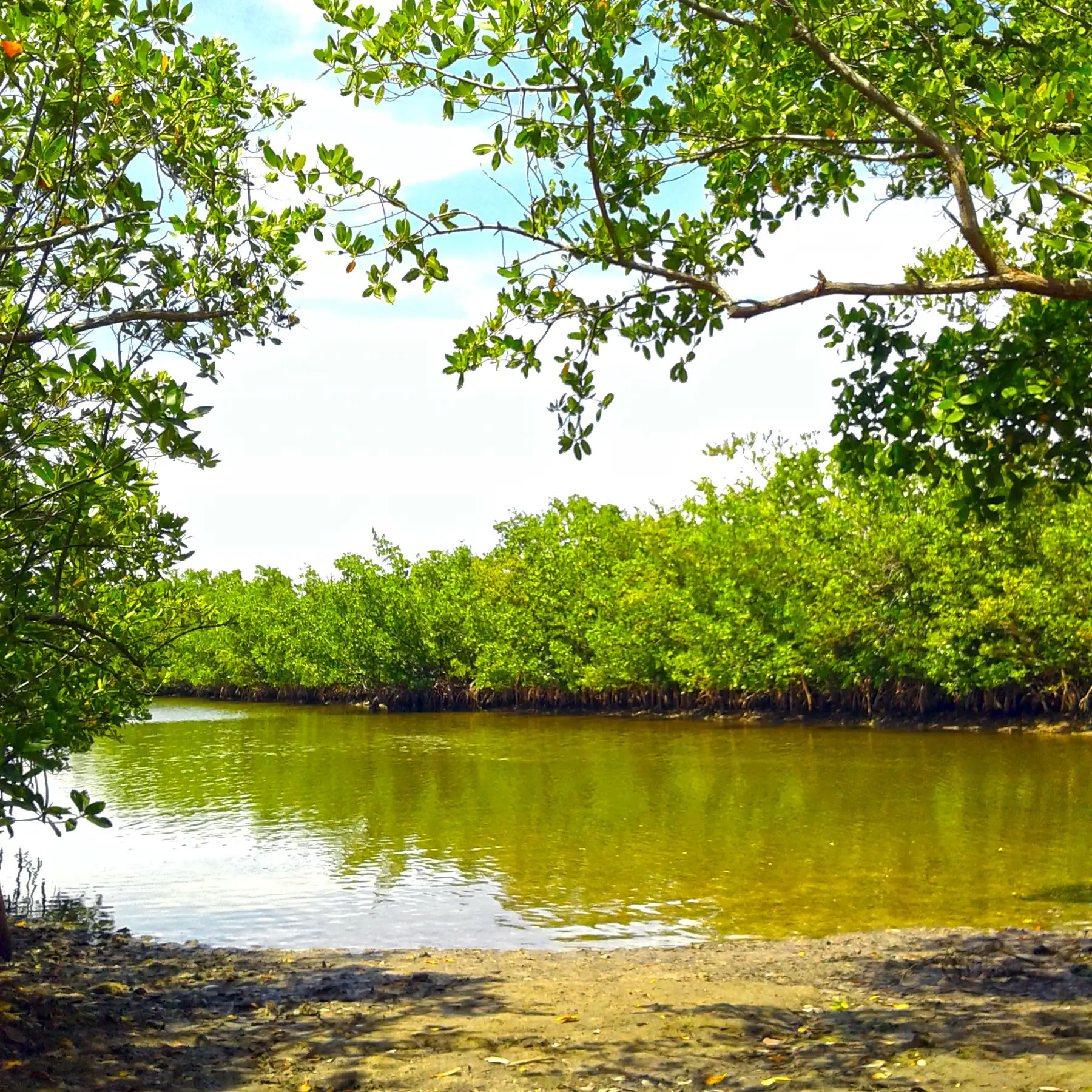 Mangroves along a canal in Oleta River State Park — Arlen House, Sunny Isles Beach