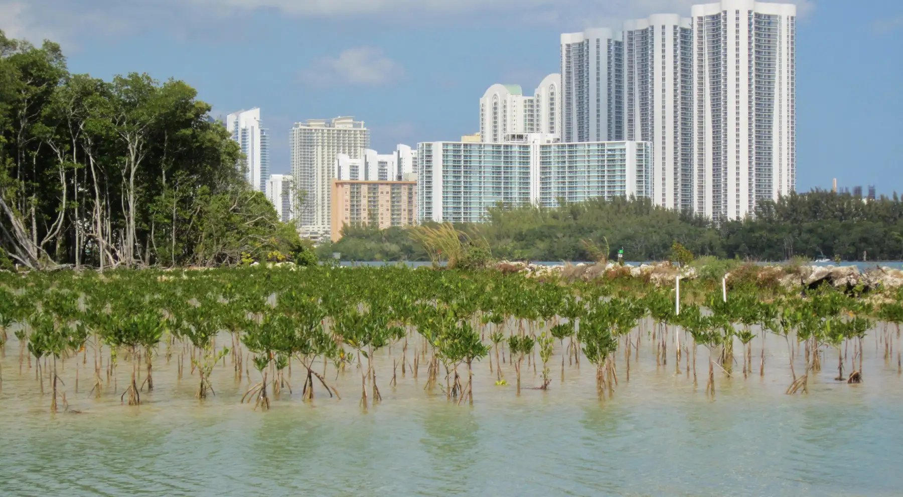 Mangroves at Oleta River State Park, with Sunny Isles towers beyond — Winston Towers 500, Sunny Isles Beach